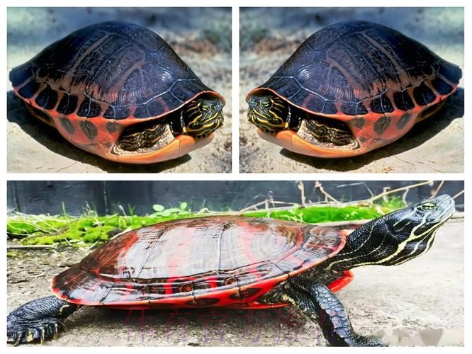 皇馬唔想老鼠「拉」龜 皇馬唔想老鼠「拉」龜